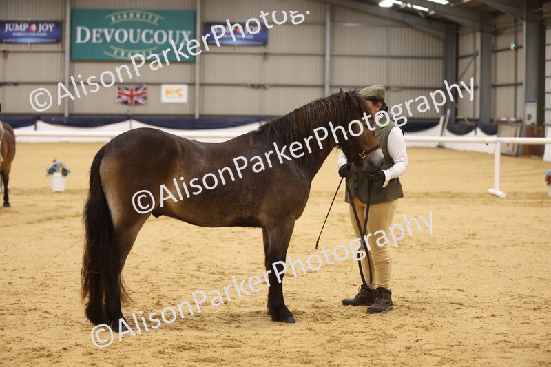 20260913-1055 - Class 109 - Bred On Exmoor In Hand