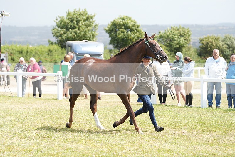 DSC06229 - Class 54: Hunter/Riding Horse/Hack 1 & 2 yr olds