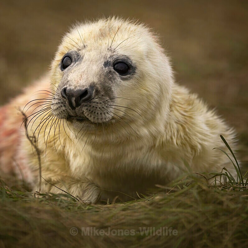 SEAL PUP, DONNA NOOK DEC 2022 - LATEST... Isle of Mull Otters and Landscapes December 2022 & Seal Pups from Donna Nook, Lincs