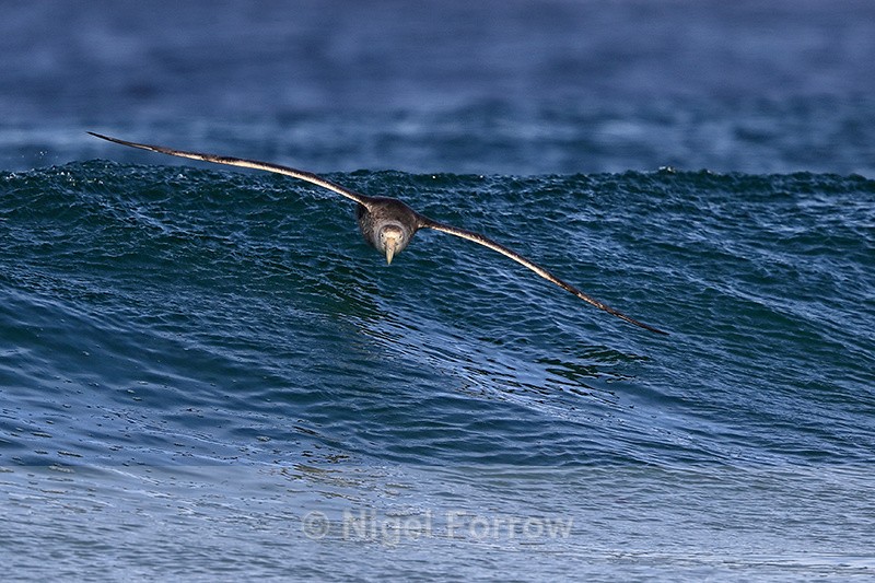 Giant Petrel gliding down wave, Sea Lion Island - Southern Giant Petrel
