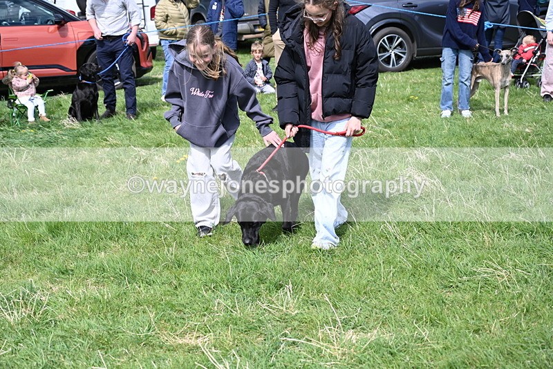 WJ6_9031 - Class 8 Best Working / Gun Dog or Bitch