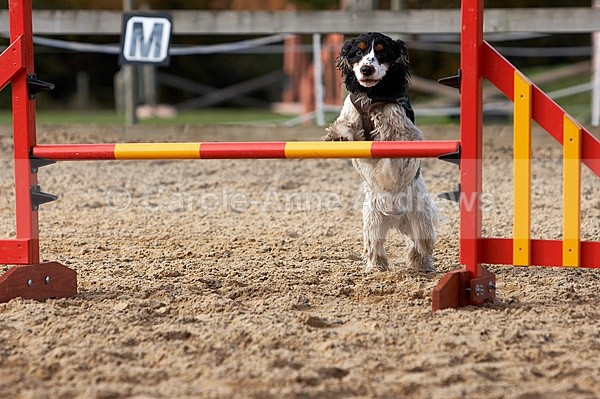  - Greenstead Green Farm Shop Animal Open Day