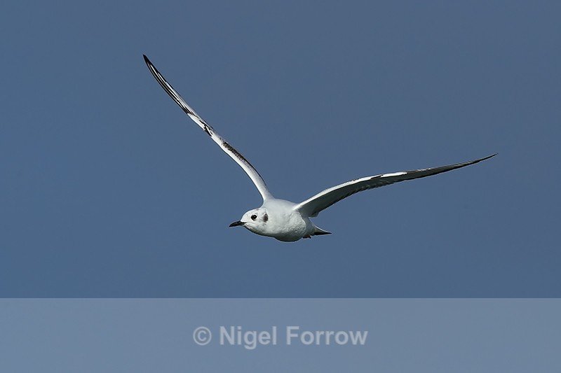 Bonaparte's Gull flying, head-on, Farmoor - Bonaparte's Gull