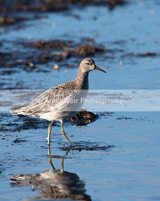 20081128-IMG_0829 098 - Ruff