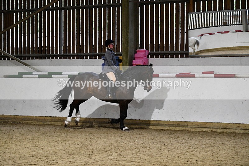 WJ5_8804 - Class 15 Ridden Show Horse