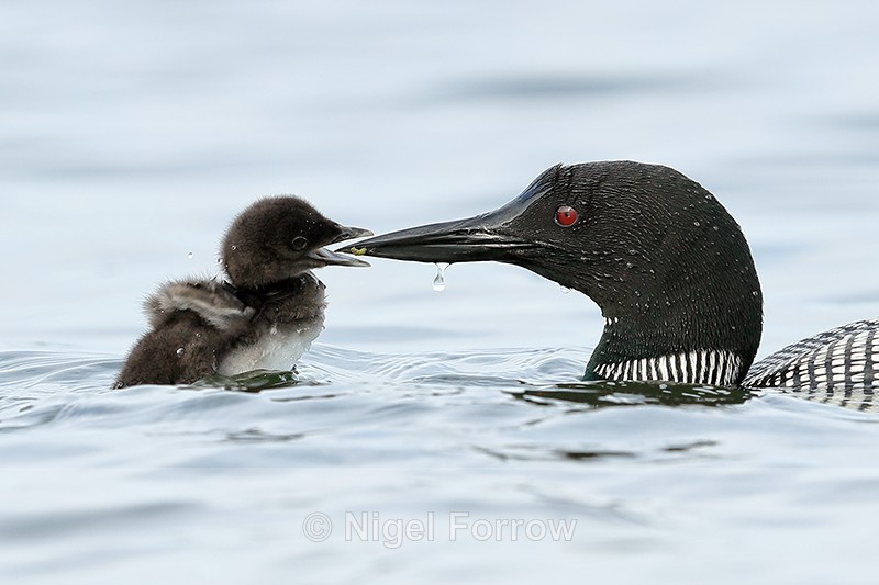 Common Loon feeding chick, Minnesota, USA - Great Northern Diver