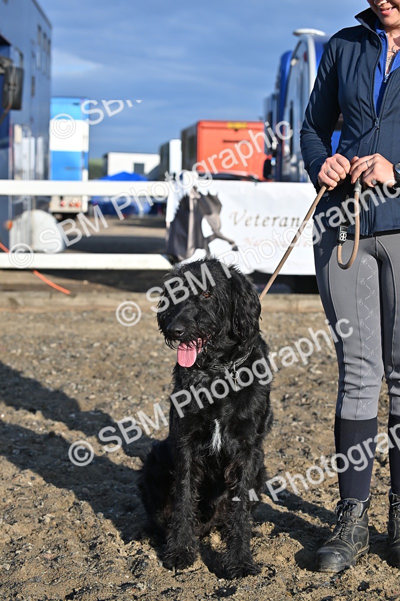 SBM_09383 - Lorry Dogs