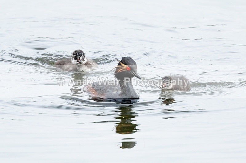 20180608-Woolston8E0A9276 - Black-necked Grebe
