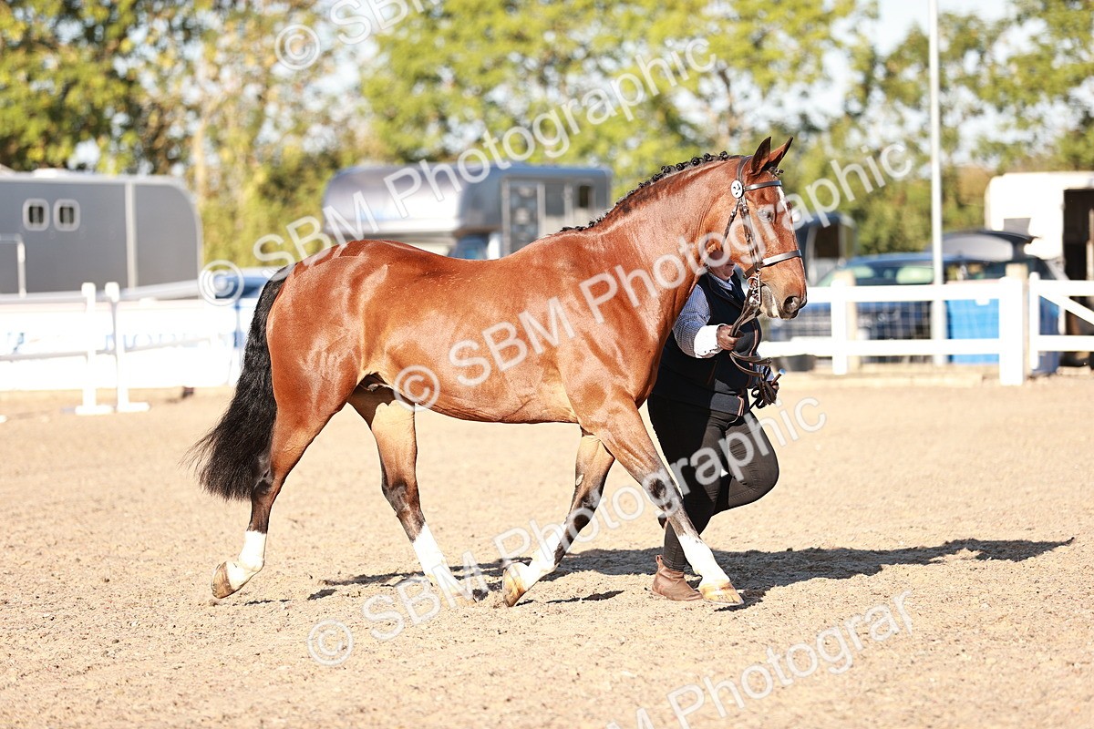 SBM_11180 - Class 401 - IH  Veteran horse