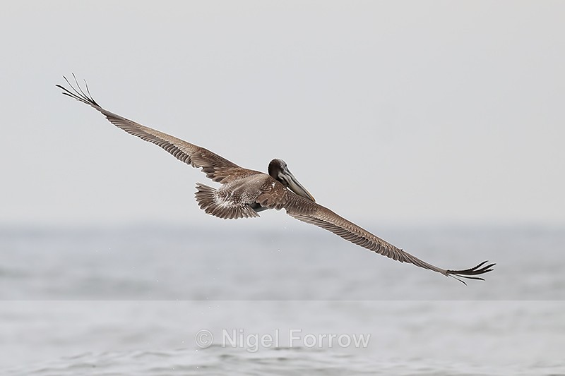 Peruvian Pelican flying rear view, Chile - Peruvian Pelican