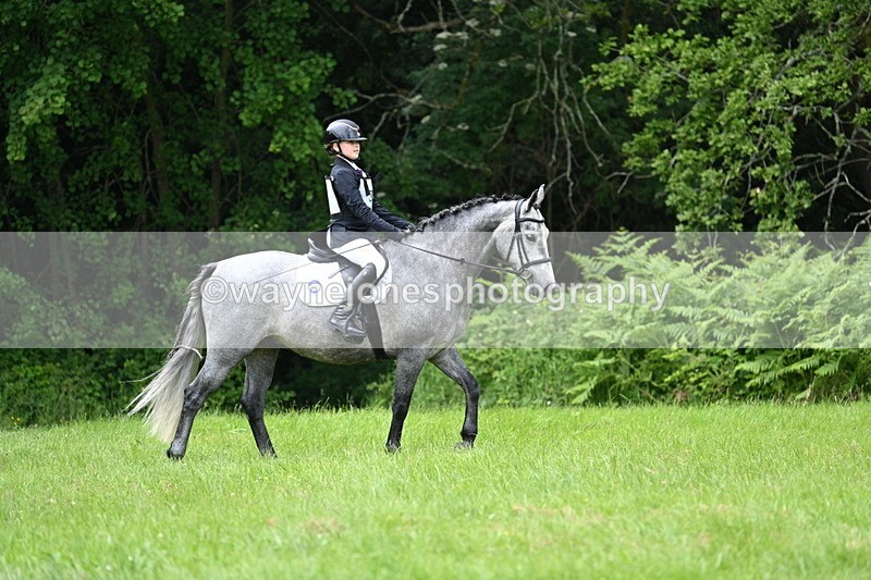 WJ7_3875 - Class 14A Handsome Gelding