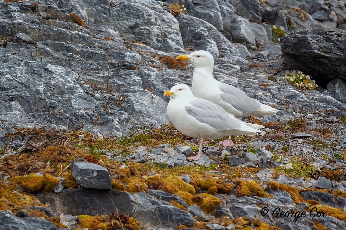Glaucous Gulls - Svalbard - Realm of the Polar Bear