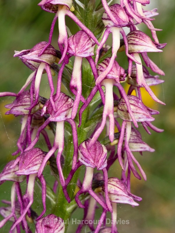 Man and Monkey Orchid Hybrid. Orchis x bergonii = Orchis anthropophorum x Orchis.simia. - Wild Orchids 2021