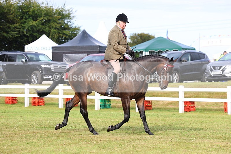 3E7A7981 - Class 2: Rising Star Large Hack/Riding Horse