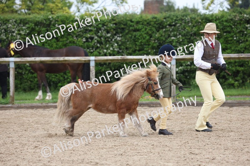 20260504-0488 - Class 4 - Minitures and Shetlands
