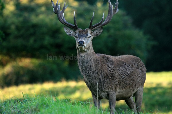 Red Deer _AN059 - Wildlife, Mammal Photography, Great Britain
