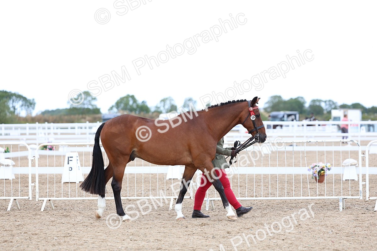 SBM_04980 - Class 27 - IH Competition Horse or Pony
