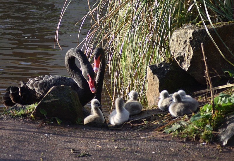 4 day old Black Swans at Dawlish 5 - Dawlish (mainly black swans)