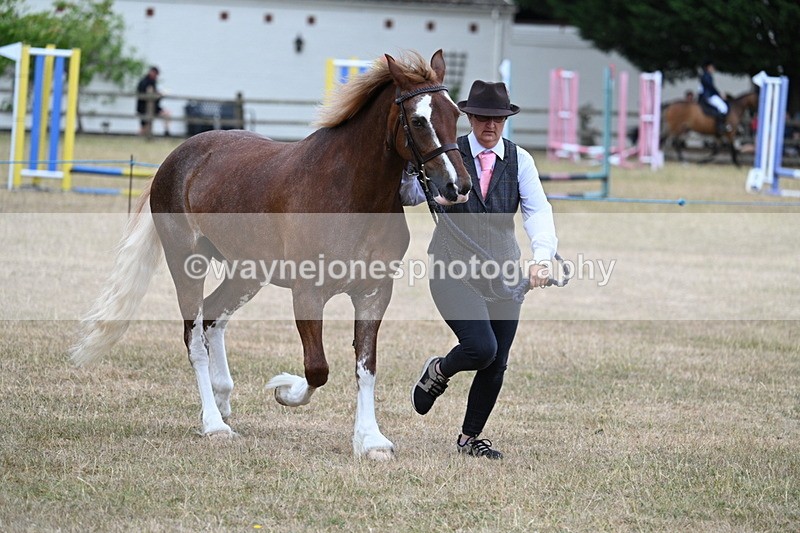 WJ7_8242 - Class 4 Prettiest Mare up to 14.2hh