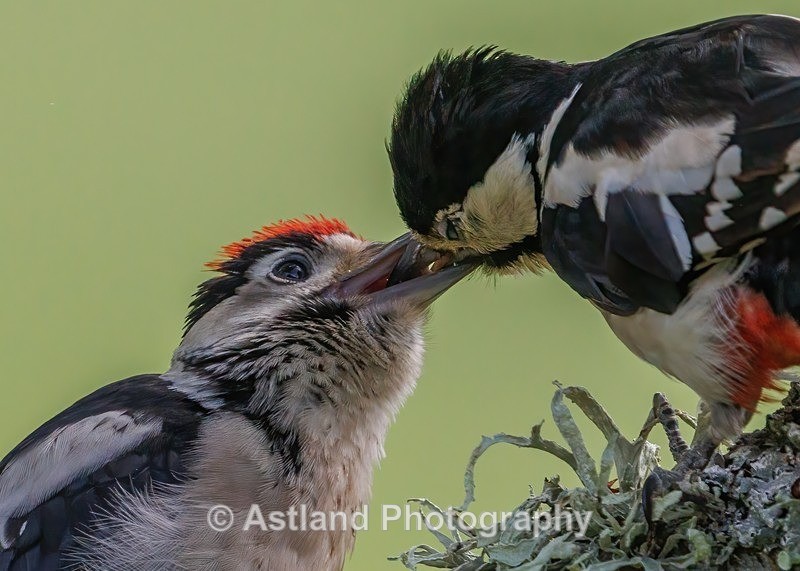 Great Spotted Woodpecker - Latest Images