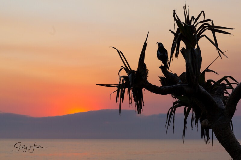 A New Day - Magpies