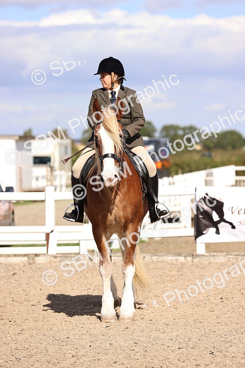 SBM_14377 - Class 412 - Handsomest Gelding (IH or Ridden)Adult