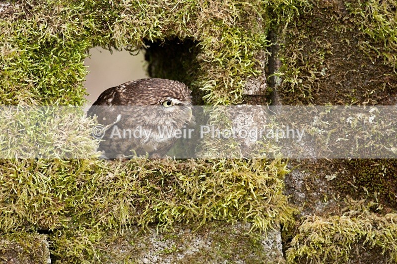20110312-IMG_1241 - Little Owl