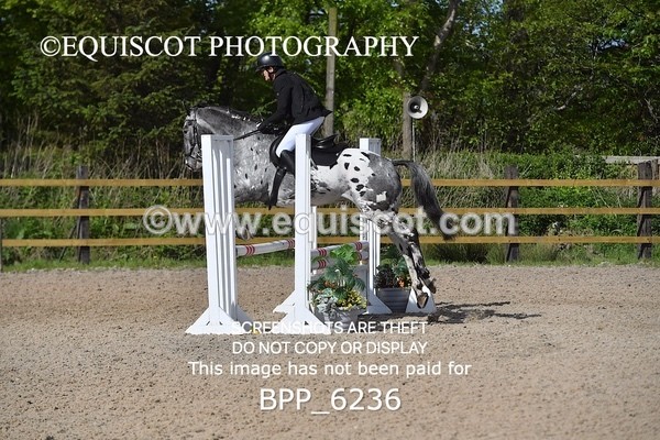 BPP_6236 - CLASS 32 MON Club/ Unaffiliated 80cms Open