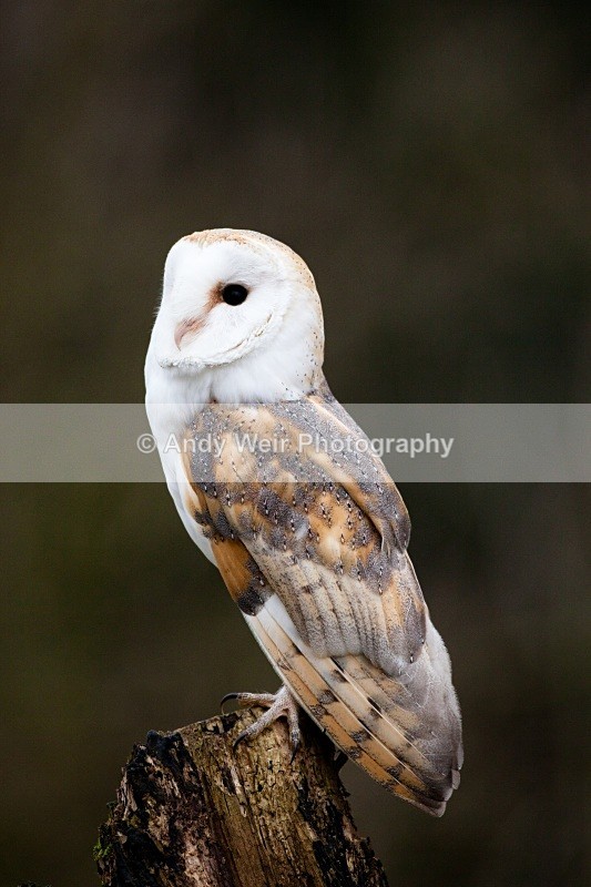 20110312-IMG_1367 - Barn Owl