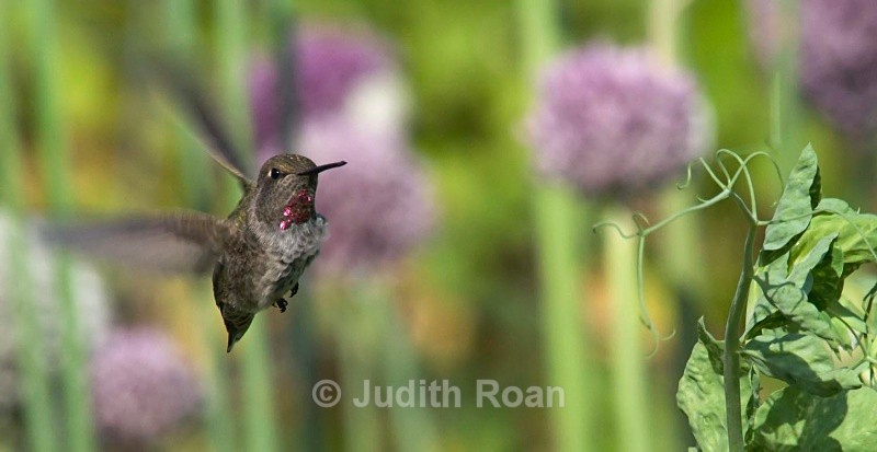 Annas Hummingbird female with leek - Birds