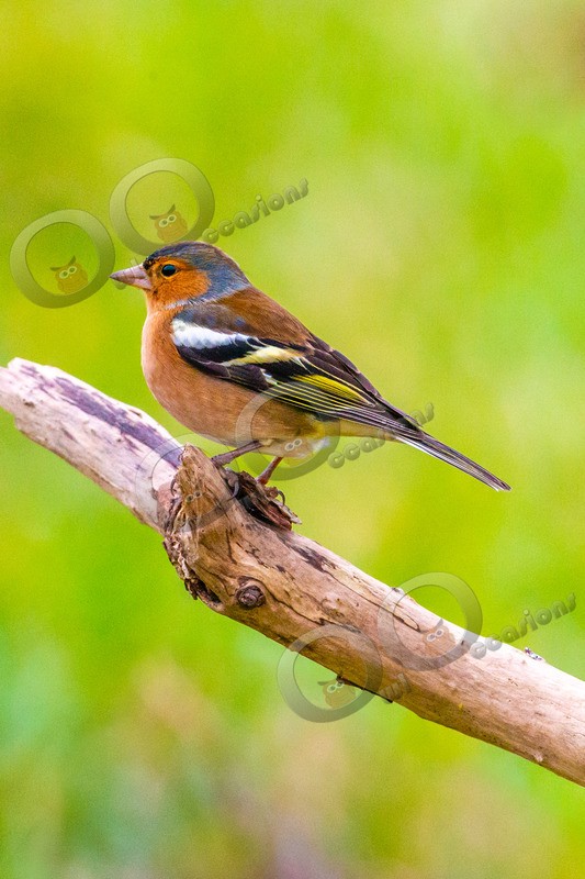 chaffinch Fringilla coelebs-3763 - UK birds