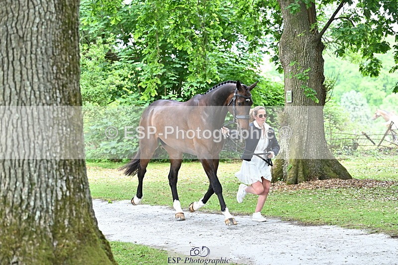 250521A-152427-00485 - B-310-Kitty.King-LISCARROW.FERNHILL