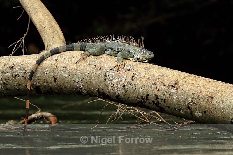 Green Iguana resting on fallen tree above river, Costa Rica - REPTILES & AMPHIBIANS