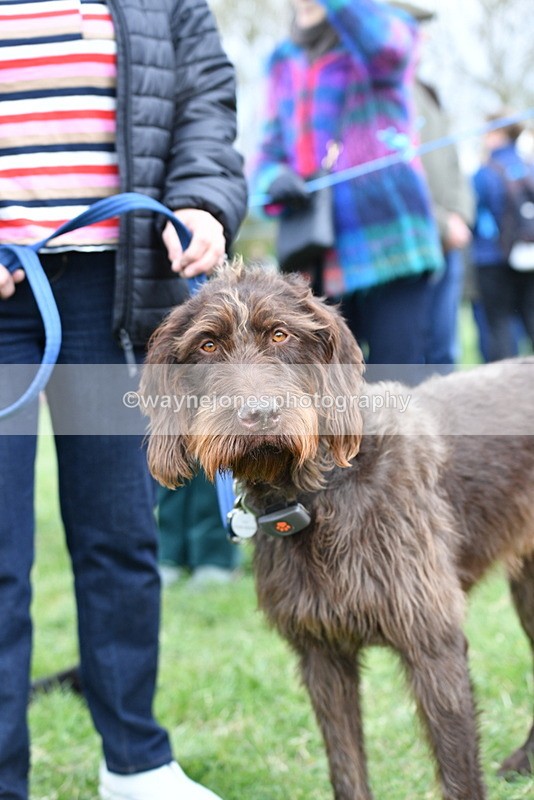 WJ5_9268 - Class 1 Best Cross Breed / Heniz 57