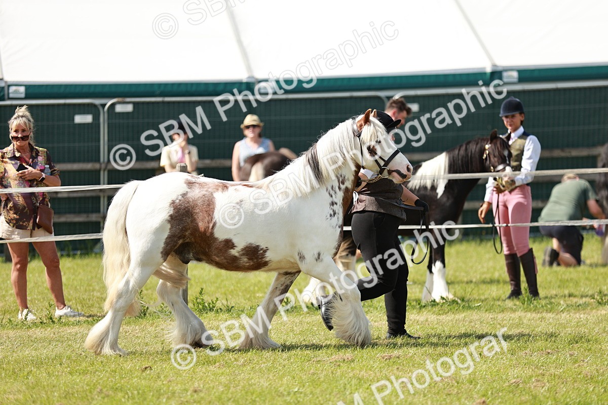 SBM_08562 - Class 63-65 - Traditional Gypsy Cobs In Hand & Ridden