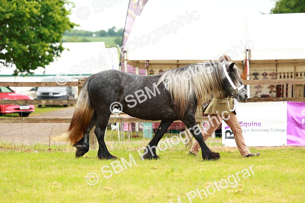 SBM_00363 - Class 58-67 - M&M Non Welsh Pony In hand