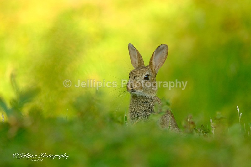  - Wildlife and Nature