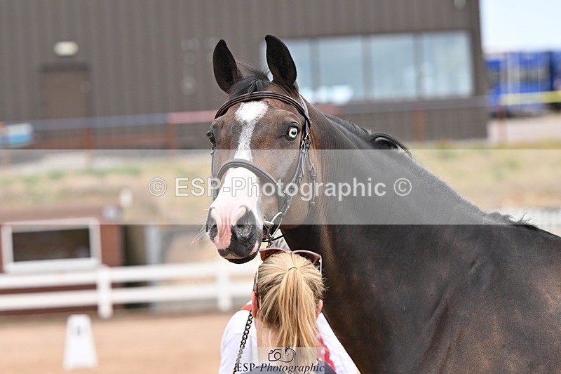 250716-144639-01385 - Trot Up 2.30 to 3.30