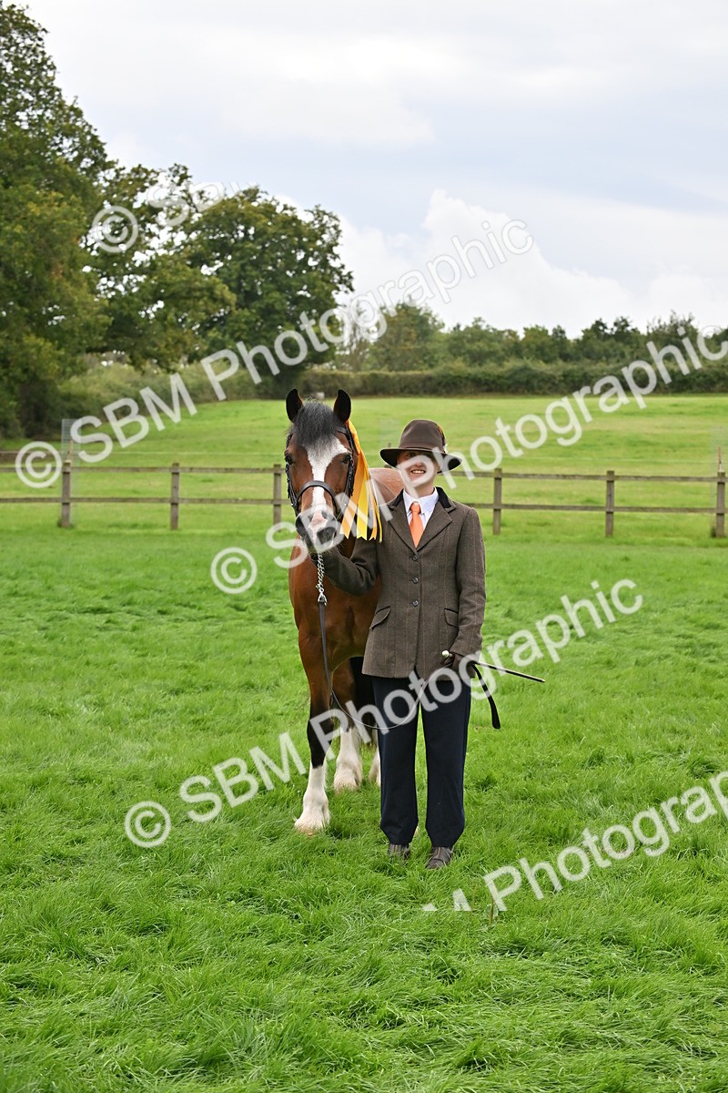 SBM_63327 - S49 - Mountain & Moorland In Hand Large Breeds