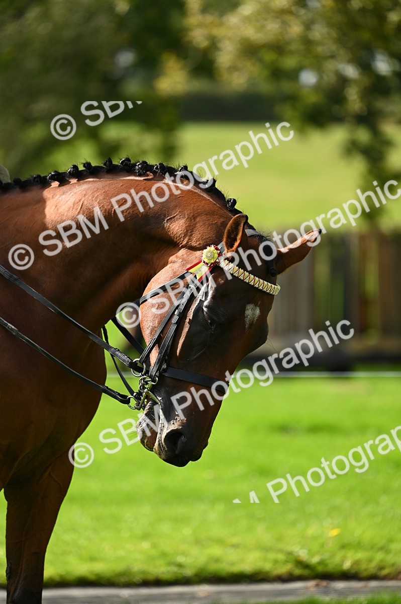 SBM_02013 - S2 - TSR Ridden Horse Showing
