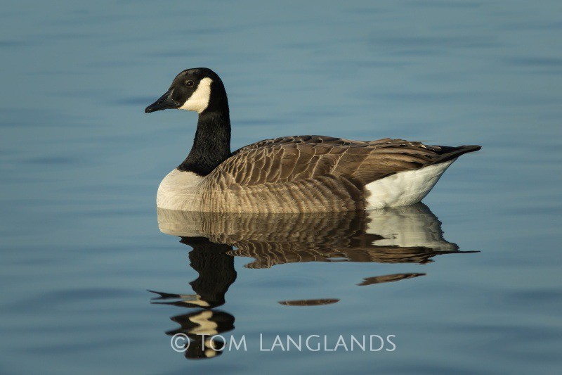 Canada Goose - Swans and Geese