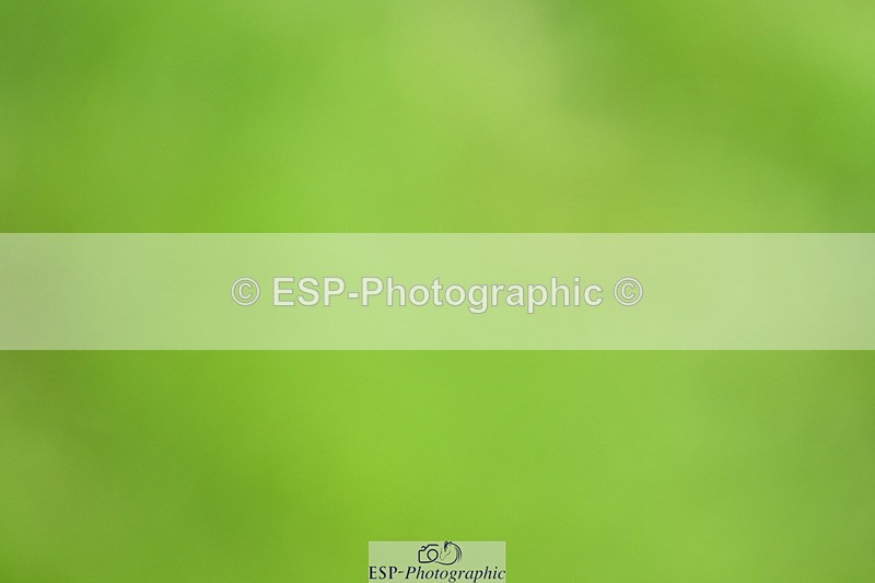 250706A-144047-20555 - Cls 45 Snr 1.20m Grand Prix