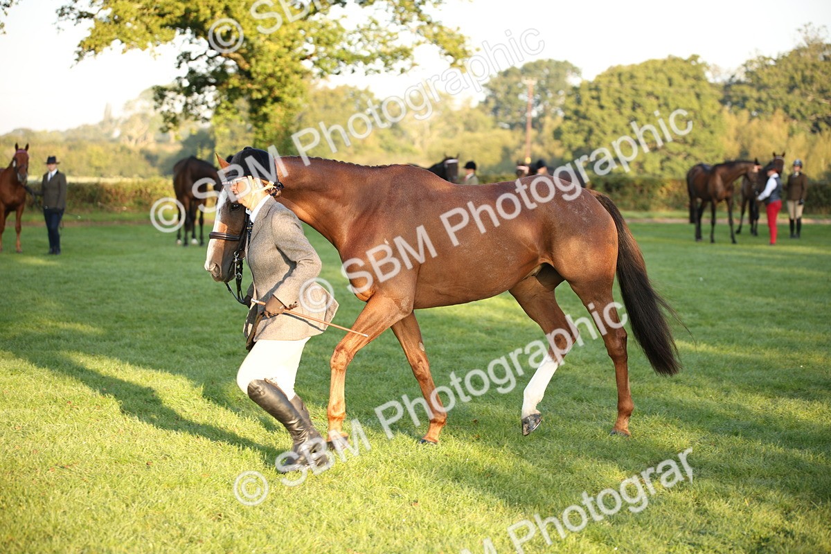 SBM_56870 - S49 - Riding Horse & Hack & Thoroughbred In Hand