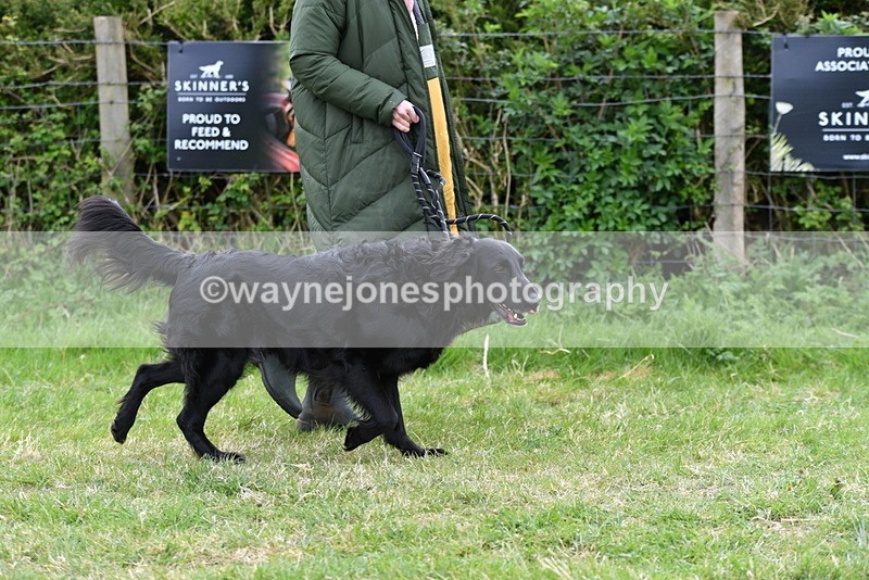 WJ5_9181 - Class 1 Best Cross Breed / Heniz 57