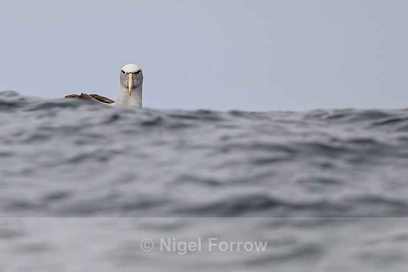 Salvin's Albatross swimming on ocean, Pacific Ocean, Chile - Salvin's Albatross
