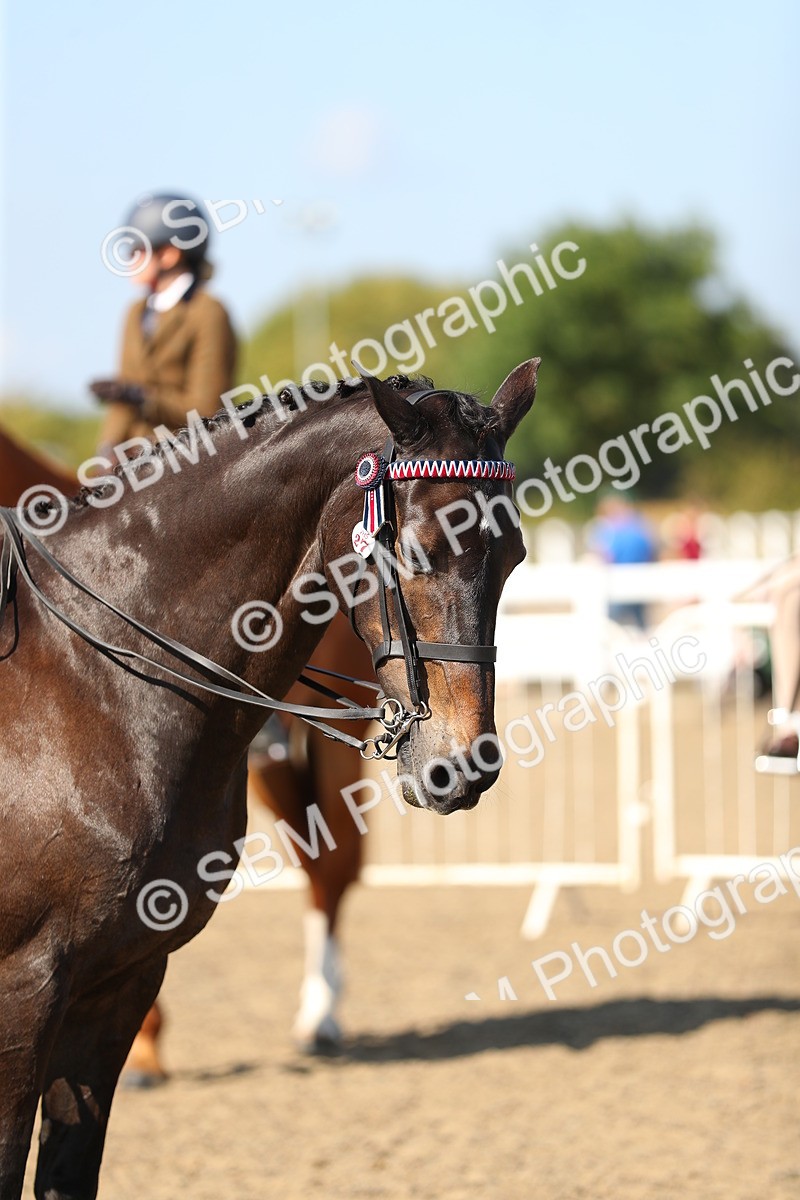 SBM_02315 - Class 43 Ridden Competition Horse/Pony