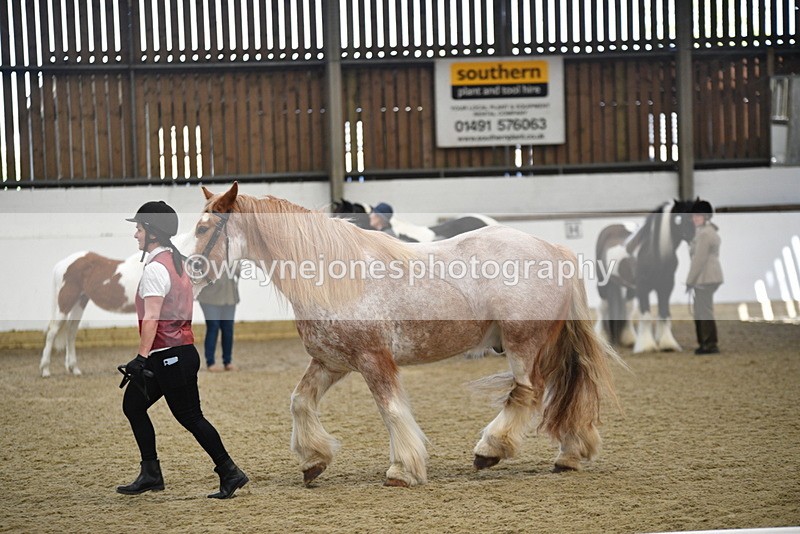 WJ5_4772 - Class 7 In hand coloured / odd coloured