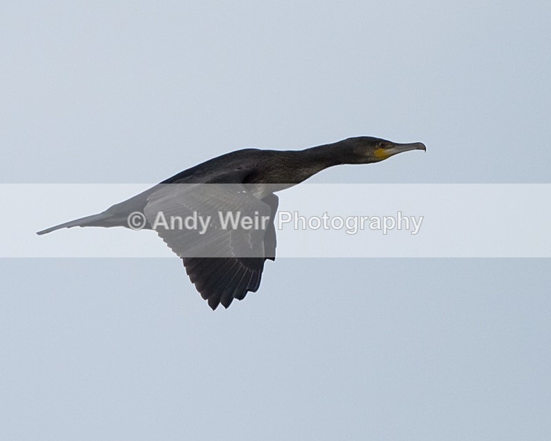 20110927-_MG_7049 - Cormorants & Shags