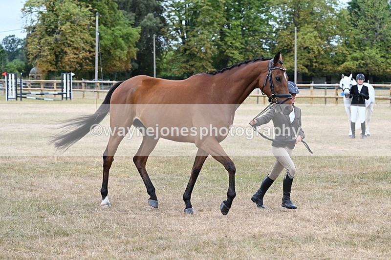 WJ7_9996 - Class 5a Most Handsome Gelding (above 14.2hh)