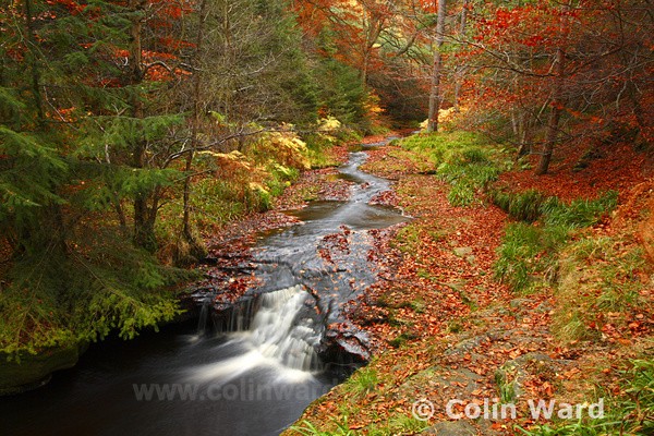 Small Waterfall at Hamsterly.Ref 4616 - County Durham